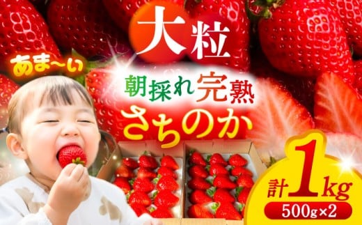 【先行予約/2026年1月上旬より順次発送】 さちのかいちご 500g×2パック 計1kg 【配達不可：離島】 イチゴ フルーツ 果物 愛西市 / 平野苺 [AEAY001]