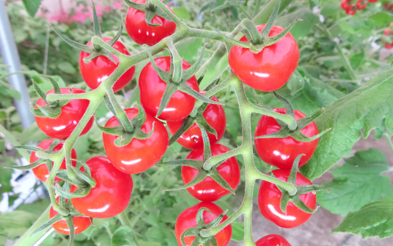 先行予約 数量限定!!うす皮 薄皮 フルーツミニトマト「華の妖精」1kg