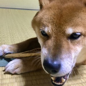 鹿の角（Ｓサイズ×2本）京都丹後産　ペット犬用おやつ　ドッグガム