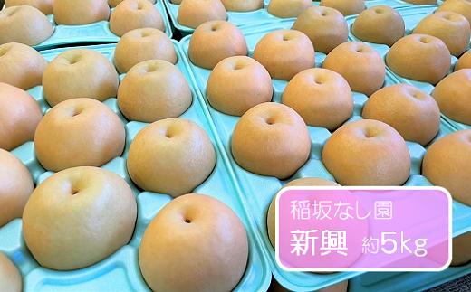 新興 約5kg /稲坂なし園 / 梨 なし 果物