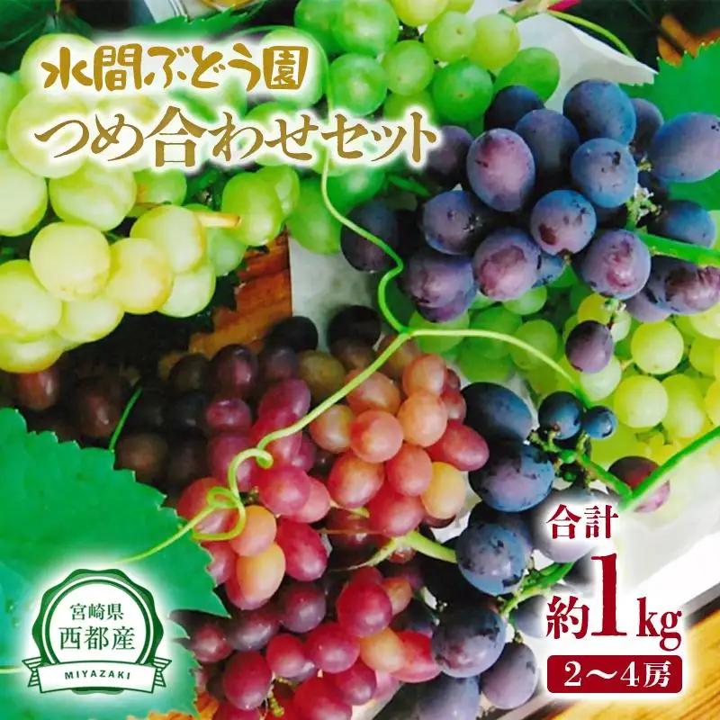 シャインマスカット入り 完熟ぶどうお任せ詰め合わせセット 1kg 【水間ぶどう園】先行予約＜16-3a＞