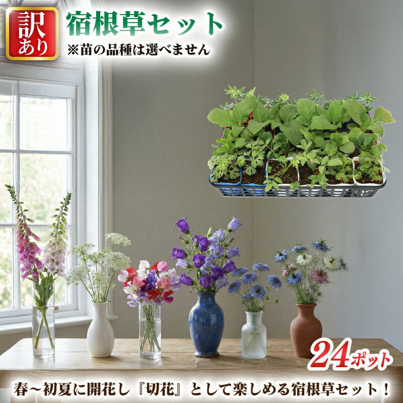 【ふるさと納税】 訳あり 品種おまかせ 宿根草 24ポット 切り花 寄せ植え 花 ガーデニング 園芸 花苗 季節 お花 ハイフラワー 埼玉県 羽生市