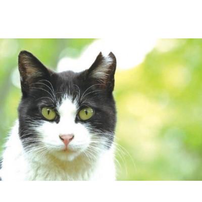 ふるさと納税 静岡市 さくらねこ支援付き　和紅茶ティーバッグ　12個入り×5袋(合計60ティーバッグ) |  | 02