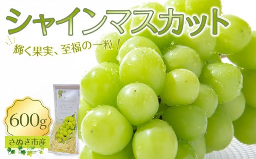 シャインマスカット 600g ぶどう 朝採り 厳選 旬 フルーツ 果物 香川県 さぬき市