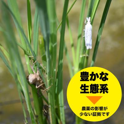 ふるさと納税 佐渡市 新潟県佐渡市 コシヒカリ 精米 5kg |  | 03