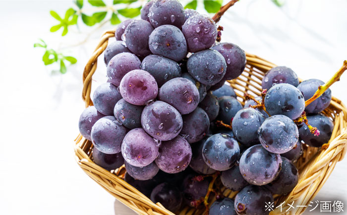 【先行予約】【8月中旬から順次発送】 ぶどう 4から5房 約2kg 詰め合わせ セット 愛媛県大洲市/有限会社西山青果　フルーツ 果物 ぶどう ピオーネ [AGAR023]