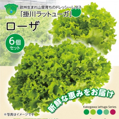 【こだわりの1種×6個セット】リーフレタス「掛川ラットューガ・ローザ」【配送不可地域：離島・北海道・沖縄県・四国・九州】