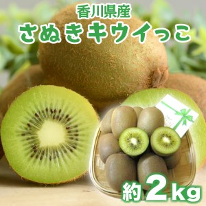 【11月上旬頃～発送】さぬきキウイっこ 約2kg (約40～80玉)