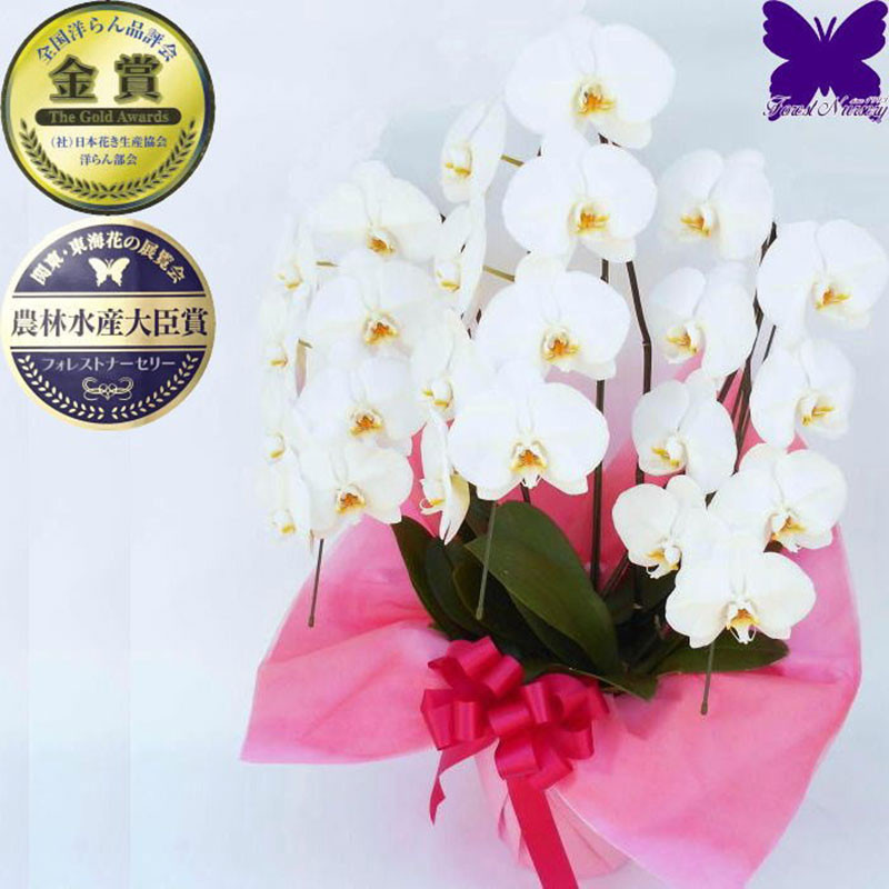 
                  胡蝶蘭　白　3本仕立て　24輪　※お届け不可地域あり
                