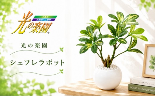 光の楽園　シェフレラポット【配送不可：北海道・沖縄・離島】 インテリア 造花 水やり不要 光触媒 臭い 人工観葉植物 タバコ臭 ペット臭 アンモニア臭 悪臭消去 ホルムアルデヒド 待合室 受付 リビング