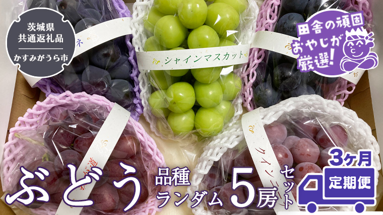 【定期便】ぶどう 品種ランダム5房セット【2025年8月から3か月連続で発送】（茨城県共通返礼品：かすみがうら市産） ブドウ 葡萄 果物 フルーツ 茨城県産 [BI434-NT]