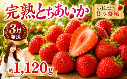 いちご【先行予約】【2027年3月以降発送】とちあいか 小粒いちご 約280g×4パック合計約1120g【栃木県 真岡市産】いちご 果物 フルーツ イチゴ 苺 旬 産地直送 国産