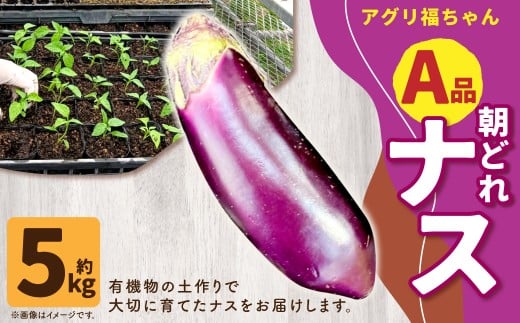 【鹿児島県産】【A品】 ナス 5kg なす 茄子【2025年7月上旬から9月下旬発送予定】 ZS-979