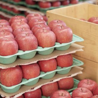 【贈答用】藤崎町産りんごサンふじ約5kg(12～20個)【配送不可地域：離島・沖縄県】