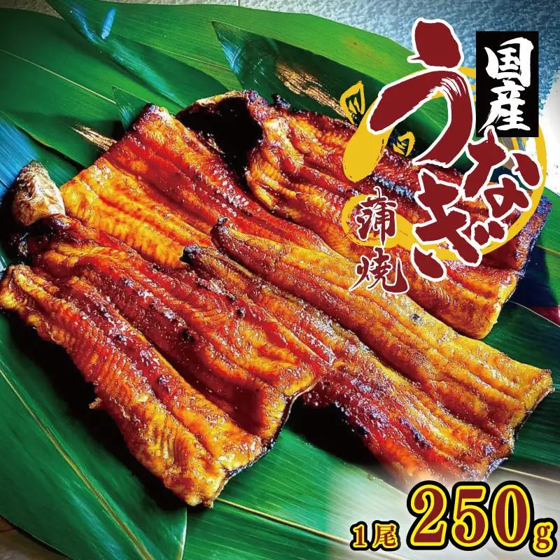 国産うなぎ 炭火焼 250g 1尾 タレ付  【 うなぎ 】
