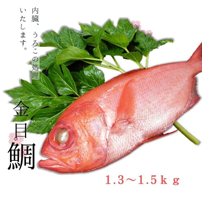 【ふるさと納税】 脂たっぷり 三崎水揚げ 金目鯛 1匹 1.3kg～1.5kg相当 金目鯛 鯛 一尾 姿 半身 魚 魚介類 新鮮 鮮度 煮付け 刺身 しゃぶしゃぶ 冷凍 内臓 鱗 下処理済 公海 神奈川県 三浦市 おすすめ ランキング プレゼント ギフト