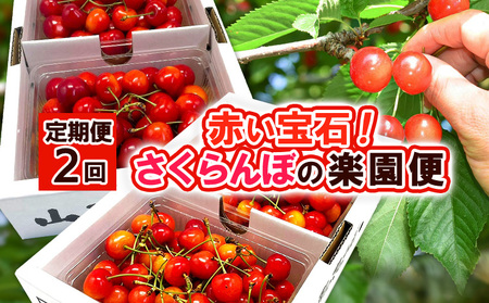 【定期便2回】赤い宝石！さくらんぼの楽園便 【令和8年産先行予約】FS25-625 くだもの 果物 フルーツ 山形 山形県 山形市 2026年産