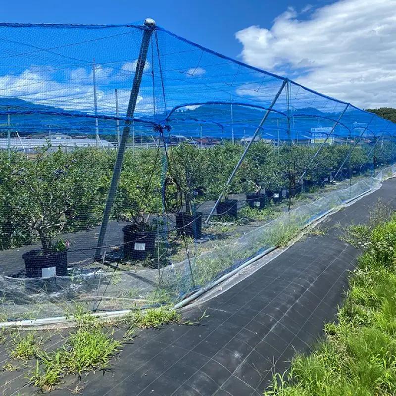 【お届け：2026年8月中旬まで】8年夏季予約販売 1kg 摘みたて 生ブルーベリー 8年夏季予約販売
