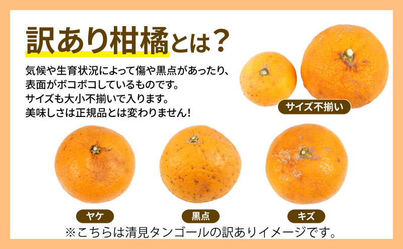 訳あり 人気柑橘 3回 定期便 マル南フルーツ 愛果28号 ( 紅まどんな と同品種) 宇和島みかん 蜜柑 mikan みかん あいか せとか 早生温州 定期便 果物 くだもの 愛媛県産 訳アリ 訳あ