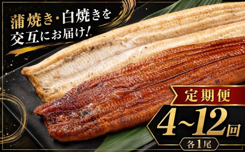 
                  【選べる定期便】 全４～12回定期便 各1尾 4回 6回 12回 蒲焼き・白焼きを交互にお届け！国産うなぎ１尾 うなぎ 鰻 ウナギ 1尾 国産 高知県産 蒲焼き うなぎかば焼き うなぎ蒲焼き 鰻蒲焼 鰻蒲焼き ウナギかば焼き 白焼き 白焼 鰻白焼き 真空パック 蒲焼 タレ たれ 白焼き かばやき 冷凍 うな重 ひつまぶし タレ ランキング 人気 定期便 頒布会 高知県 室戸市
                