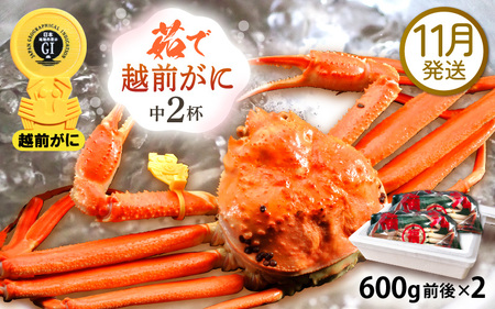 越前がに本場の越前町からお届け！ 越前がに 浜茹で 中サイズ（生で600g前後） × 2杯 【11月発送分】 かにの食べ方しおり かにスプーン付き【かに カニ 蟹】【福井県 越前町 雄 ズワイガニ ボイル 冷蔵 越前ガニ 越前かに 越前カニ ずわいがに ずわい蟹 かに カニ 蟹】希望日指定可 備考欄に希望日をご記入ください [e15-x009_11]