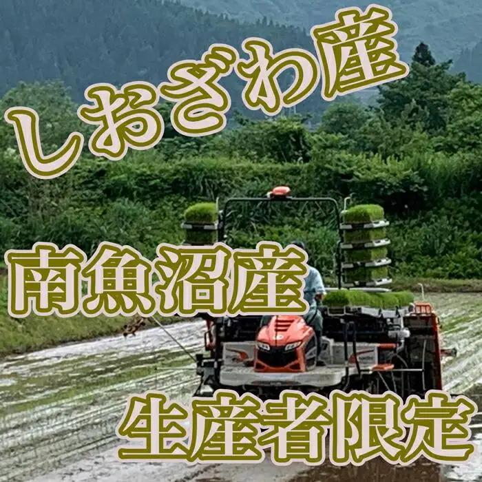 【令和7年産】【定期便／15kg×9ヶ月】生産者限定 契約栽培 南魚沼しおざわ産コシヒカリ【定期便 銘柄米 ブランド米 精米 こしひかり コシヒカリ 魚沼産 新潟米 産地直送 お米 米 こめ コメ ご