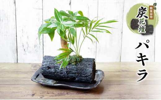 
            炭花壇 観葉植物（パキラ）観葉植物 インテリア おしゃれ プレゼントギフト 贈り物大田区 東京都
          