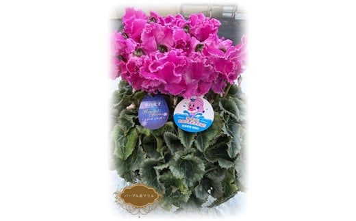 【先行予約】シクラメン パープル系フリンジ 5号鉢 | 花 お花 ガーデンシクラメン パープル 紫 5号 花ギフト フラワーギフト 鉢花 鉢植え ギフト プレゼント 贈答 農林水産大臣賞受賞 根本園芸