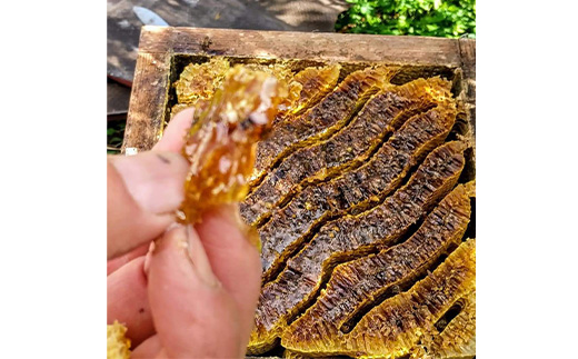 ふかざわ農園の生はちみつ 90g×3瓶 日本ミツバチの蜂蜜100%で濃厚【非加熱・無添加】A6−17【1166376】