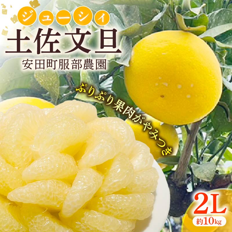 【ふるさと納税】 大人気の土佐文旦 はっとりさんちの農園で育てた土佐文旦(2Lサイズ10kg) 早期予約 文旦 10kg 2L サイズ 柑橘 土佐文旦 みかん 蜜柑 期間限定 季節限定 先行予約 ふるさと納税 土佐文旦 ぶんたん 人気 高知 安田町 HT0008