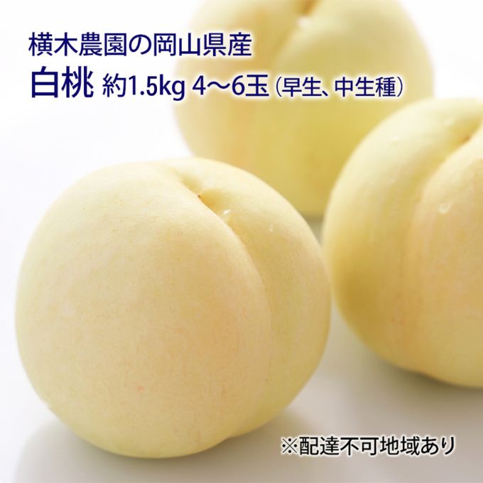 【ふるさと納税】桃 2026年 先行予約 岡山の 白桃（早生、中生種）約1.5kg 4～6玉 もも モモ 岡山県産 国産 フルーツ 果物 ギフト 横木農園 スイーツ 　お届け：2026年7月上旬～2026年8月上旬