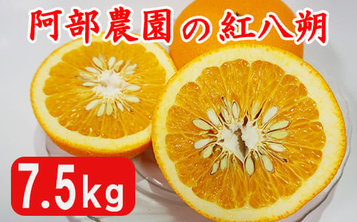 
            阿部農園の「紅八朔（べにはっさく） 約7.5kg」 ／ ミカン みかん 蜜柑 柑橘類 紅八朔 先行予約 数量限定 フルーツ ＜112-013_5＞
          