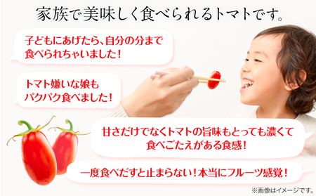 トマト ZEPPIN PRM1kg ミニトマト