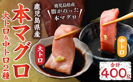 鹿児島県産本マグロ 大トロ＆中トロセット 合計400g 本マグロ マグロ 大トロ 中トロ セット  刺身 刺し身 【2026年1月下旬より順次出荷】_ss1115_CR