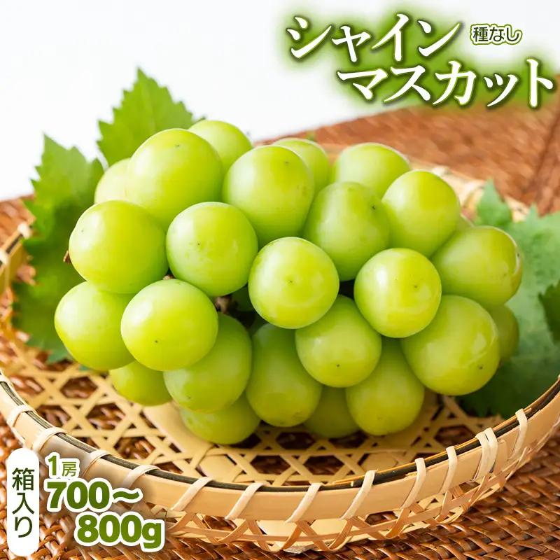 【令和8年産先行予約】シャインマスカット（種なし）1房 箱入り 700～800g　山形県鶴岡市　サンエイファーム　| ぶどう ブドウ 葡萄 マスカット 甘い 旬 期間限定 産地直送 果物 くだもの フルーツ ギフト 贈答 人気 お取り寄せ 返礼品