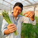 【ふるさと納税】【朝採れアスパラガス】ミックスサイズ　産地直送【クール便(冷蔵)】【配送不可地域：離島・北海道・沖縄県】【1476003】