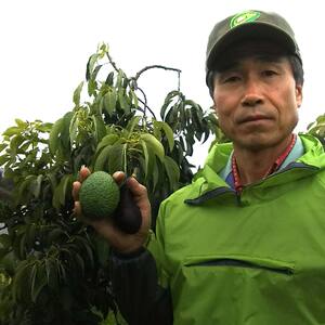 国産有機アボカドとアボカド蜜入り蜂蜜セット アボカドの花からとれた はちみつ 愛媛県 アボカド 松山市 あぼかど 国産 アボカド 和ボカド 国産 はちみつ サラダ アボカド 料理 アボカド 健康 アボ