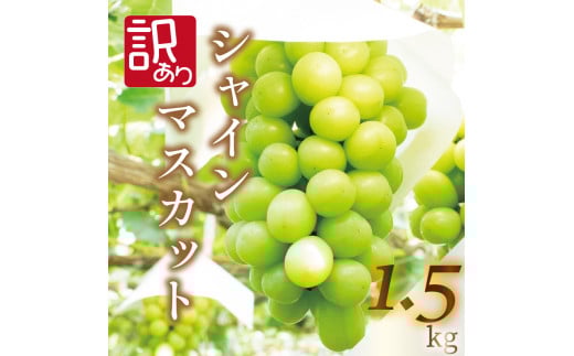 【 先行予約 】 訳あり シャインマスカット 約1.5kg ＜出荷時期：2025年8月上旬～9月下旬頃＞ ぶどう 葡萄 マスカット フルーツ 果物 ゼリー ジュース アイス デザート スイーツ ケーキ グルメ 人気 おすすめ 甘い 送料無料 三木ぶどう園 徳島県 阿波市