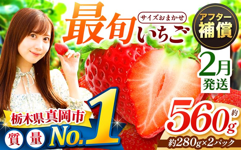 【先行予約】【2月発送】大人気！ 最旬とちあいか 約560g（280g×2パック) いちご| 取り寄せ 果物 フルーツ 苺 イチゴ 2027年分 栃木県 真岡市 【2月発送】最旬｜サイズおまかせ　約5