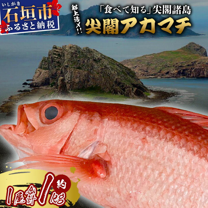 【ふるさと納税】[予約受付] [2024年3月順次発送]高級ブランド魚 尖閣赤マチ 1尾 約1kg 下処理済 [沖縄三大高級魚] 尖閣諸島 刺身 焼魚 煮物 鮮魚 冷凍 ムニエル 天然 洋食 和食 白身魚 高級魚 GK-3