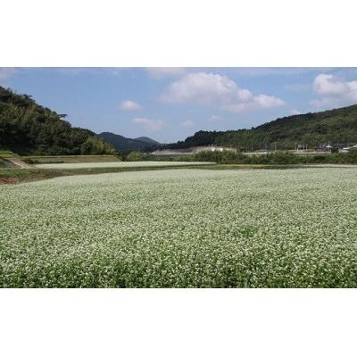 ふるさと納税 豊後高田市 そば茶ティーバッグ(3g×10包)×10袋 |  | 03