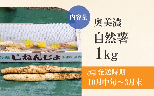 年末配送【12月21日～12月31日お届け】【2026年産】粘りが自慢の自然薯＼10月中旬～3月末発送受付／郡上奥美濃　自然薯 食品  野菜  その他野菜  山芋 自然薯 とろろ とろろご飯 岐阜県 