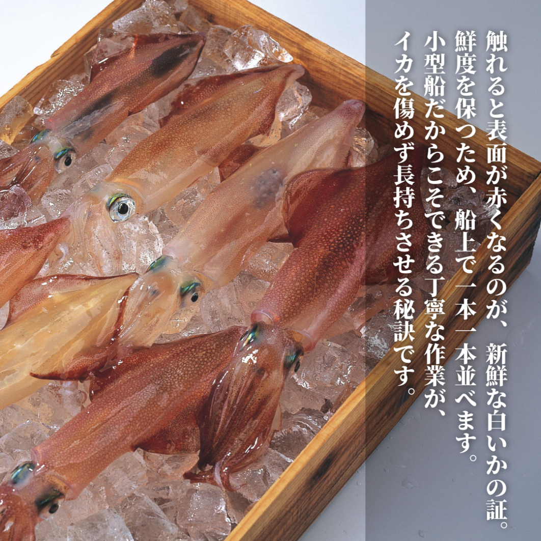 【小さな白いか姿】高級白イカ６パックセット おうちで白いかの姿造り_イメージ3