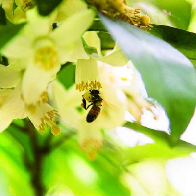 ふるさと納税 糸島市 糸島 はちみつ 520g【ヴァンベールフーズ】百花 / 蜂蜜 [AFJ002] |  | 03