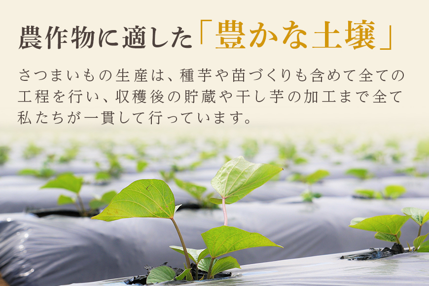 干しいも（紅はるか）1.5kg