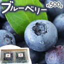 【ふるさと納税】ブルーベリー 約 500g 《6月上旬-8月下旬頃出荷》 Blueberry garden IKEDA 千葉県 流山市 果物 フルーツ 青果物 くだもの ベリー