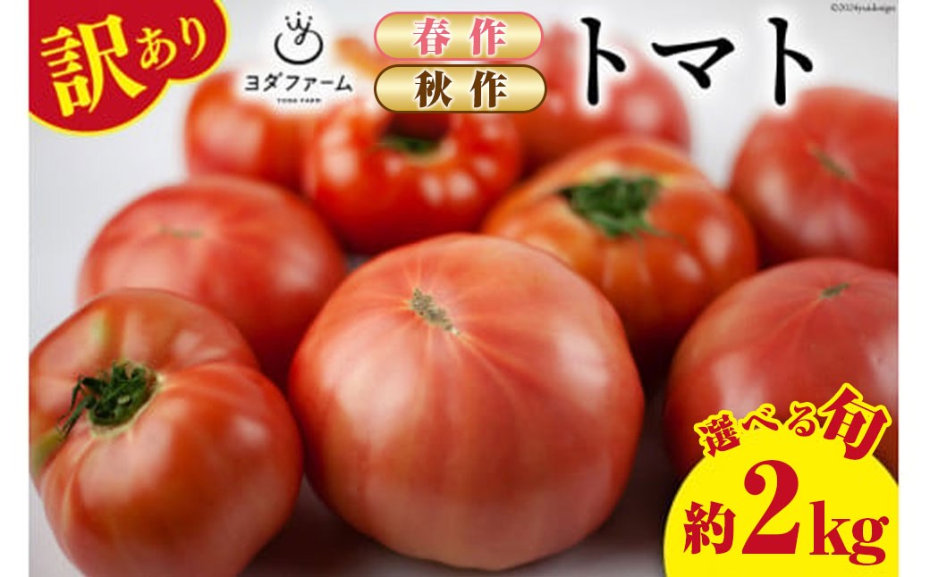 
                  春作 ・ 秋作 訳あり 桃太郎トマト 約2kg ＜選べる発送時期＞ [ヨダファーム 山梨県 中央市 21470976] 規格外 家庭用 不揃い トマト とまと 野菜 やさい 2キロ 季節限定 期間限定 産地直送 山梨県産 訳アリ tomato 【2026年10月下旬～12月下旬発送予定】
                
