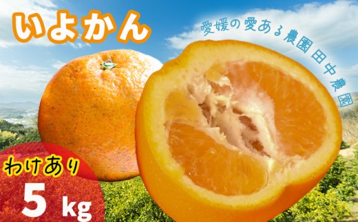 【2027年1月上旬頃から順次発送】訳あり 伊予柑 約5kg  | いよかん 愛媛県産 国産 愛媛みかん 田中農園