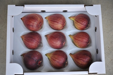 【期間限定】もぎたて朝どり完熟いちじく　秀品 約1kg（9～12玉）／愛知県産　サマーレッド　いちじく　イチジク　無花果　果物　フルーツ　