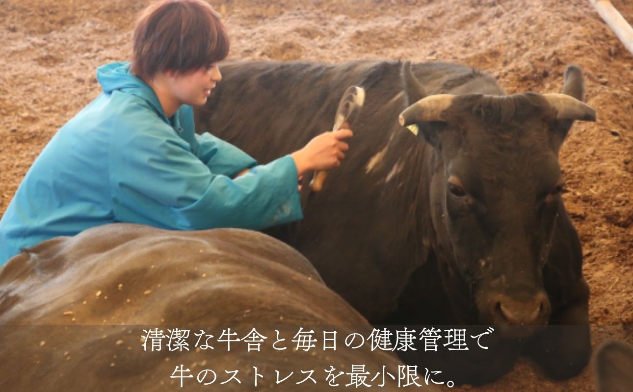牛舎でスタッフが黒毛和牛の健康管理を行う様子